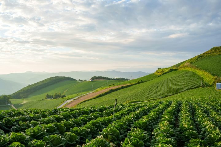 Organic Farming Trends: An Increasingly Promising Business Opportunity
